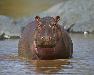 Hippopotamus (Hippopotamus amphibius) in shallow water, Serengeti National Park, Tanzania, East Africa, Africa 