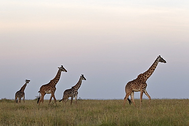 Four Masai giraffe (Giraffa camelopardalis tippelskirchi), Serengeti National Park, Tanzania, East Africa, Africa 