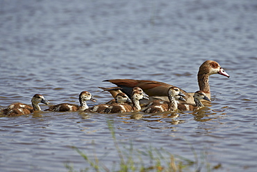 Egyptian goose (Alopochen aegyptiacus) adult and goslings, Serengeti National Park, Tanzania, East Africa, Africa 