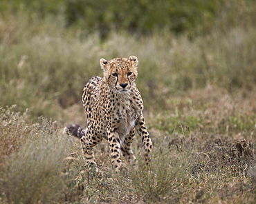 Cheetah (Acinonyx jubatus), Serengeti National Park, Tanzania, East Africa, Africa 