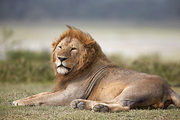 Lion (Panthera leo), Serengeti National Park, Tanzania, East Africa, Africa 