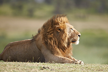 Lion (Panthera leo), Serengeti National Park, Tanzania, East Africa, Africa 