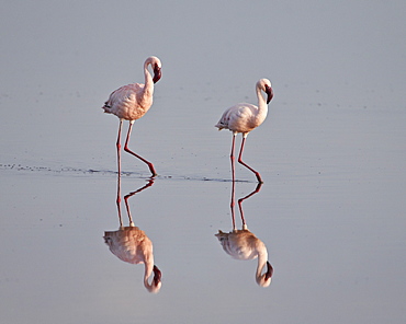 Two lesser flamingo (Phoeniconaias minor), Serengeti National Park, Tanzania, East Africa, Africa 