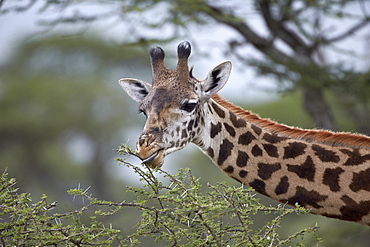 Masai giraffe (Giraffa camelopardalis tippelskirchi) eating, Serengeti National Park, Tanzania, East Africa, Africa 