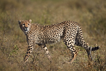 Cheetah (Acinonyx jubatus), Serengeti National Park, Tanzania, East Africa, Africa 