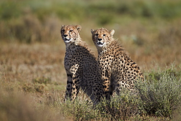 Two cheetah (Acinonyx jubatus), Serengeti National Park, Tanzania, East Africa, Africa 