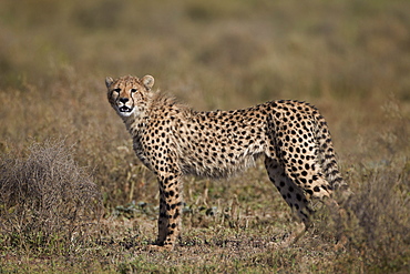 Cheetah (Acinonyx jubatus), Serengeti National Park, Tanzania, East Africa, Africa 