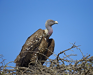 Ruppell's griffon vulture (Gyps rueppellii), Serengeti National Park, Tanzania, East Africa, Africa 