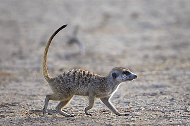 Meerkat (suricate) (Suricata suricatta), Kgalagadi Transfrontier Park, encompassing the former Kalahari Gemsbok National Park, South Africa, Africa 