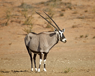 Gemsbok (South African oryx) (Oryx gazella), Kgalagadi Transfrontier Park, encompassing the former Kalahari Gemsbok National Park, South Africa, Africa 