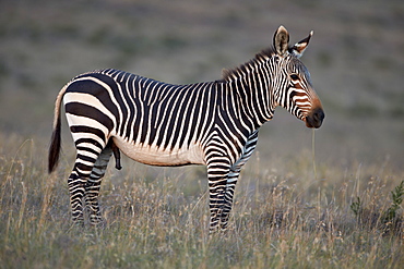 Cape mountain zebra (Equus zebra zebra) stallion, Mountain Zebra National Park, South Africa, Africa 