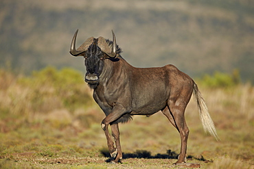 Black wildebeest (white-tailed gnu) (Connochaetes gnou), Mountain Zebra National Park, South Africa, Africa 