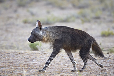 Brown hyena (Hyaena brunne) (Parahyaena brunnea), Kgalagadi Transfrontier Park, encompassing the former Kalahari Gemsbok National Park, South Africa, Africa 