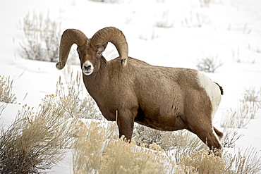 Bighorn sheep (Ovis canadensis) ram in the snow, Yellowstone National Park, Wyoming, United States of America, North America