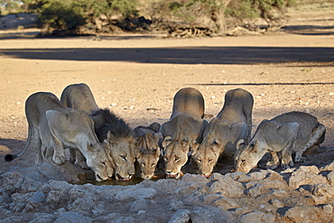 Lion (Panthera leo) family drinking, Kgalagadi Transfrontier Park, encompassing the former Kalahari Gemsbok National Park, South Africa, Africa 