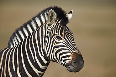 Common zebra (Plains zebra) (Burchell's zebra) (Equus burchelli), Mountain Zebra National Park, South Africa, Africa 