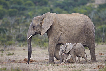 African elephant (Loxodonta africana) family, Addo Elephant National Park, South Africa, Africa 