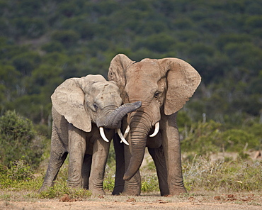 African elephant (Loxodonta africana) bulls sparring, Addo Elephant National Park, South Africa, Africa 