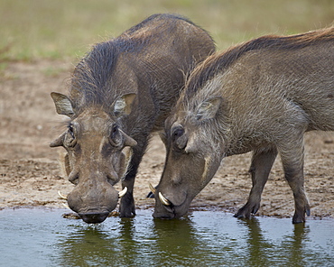 Two warthog (Phacochoerus aethiopicus) at a water hole, Addo Elephant National Park, South Africa, Africa 