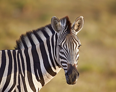 Common zebra (Plains zebra) (Burchell's zebra) (Equus burchelli), Addo Elephant National Park, South Africa, Africa 