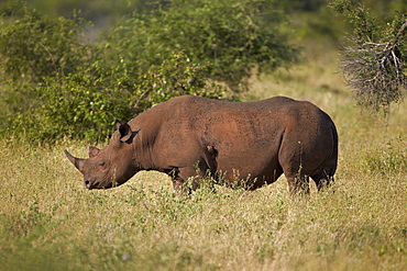 Black rhinoceros (hook-lipped rhinoceros) (Diceros bicornis), Kruger National Park, South Africa, Africa 