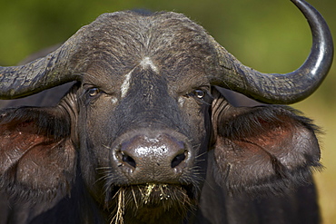 Cape Buffalo (African Buffalo) (Syncerus caffer), Kruger National Park, South Africa, Africa