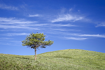 Lone Ponderosa Pine (Pinus ponderosa) on a rolling hill, Custer State Park, South Dakota, United States of America, North America