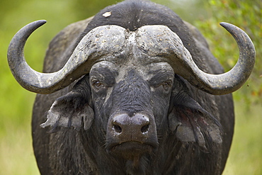 Cape Buffalo (African Buffalo) (Syncerus caffer), Kruger National Park, South Africa, Africa