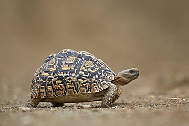 Leopard Tortoise (Geochelone pardalis), Kruger National Park, South Africa, Africa