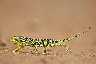 Flap-necked Chameleon (Flap Neck Chameleon) (Chamaeleo dilepis), Kruger National Park, South Africa, Africa