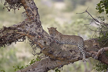 Leopard (Panthera pardus) in a fig tree, Kruger National Park, South Africa, Africa