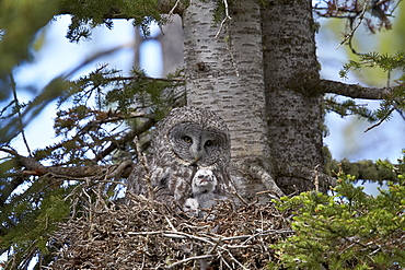 Great Gray Owl (Great Grey Owl) (Strix nebulosa) female and 11-day-old chicks, Yellowstone National Park, Wyoming, United States of  America, North America