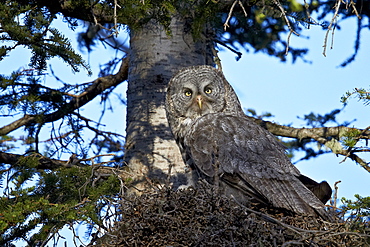 Great Gray Owl (Great Grey Owl) (Strix nebulosa) female and 13-day-old chick, Yellowstone National Park, Wyoming, United States of  America, North America