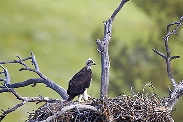 Golden Eagle (Aquila chrysaetos) chick about 50 days old, Stillwater County, Montana, United States of  America, North America