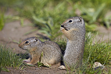 Young Uinta Ground Squirrel (Urocitellus armatus), Yellowstone National Park, Wyoming, United States of  America, North America