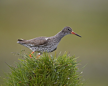 Common Redshank (Redshank) (Tringa totanus), Lake Myvatn, Iceland, Polar Regions