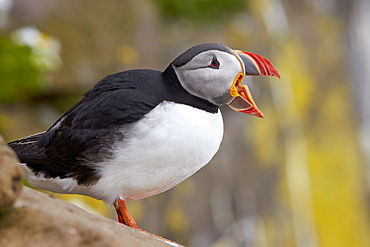 Atlantic Puffin (Fratercula arctica), Iceland, Polar Regions