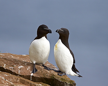 Razorbill (Alca torda) pair, Iceland, Polar Regions