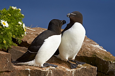 Razorbill (Alca torda) pair, Iceland, Polar Regions