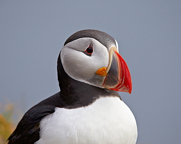 Atlantic Puffin (Fratercula arctica), Iceland, Polar Regions