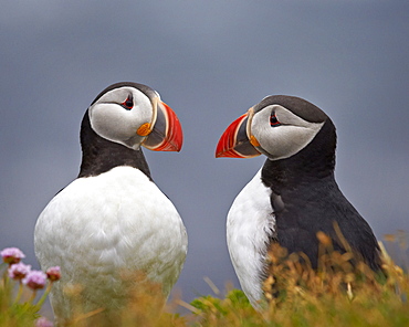 Atlantic Puffin (Fratercula arctica) pair, Iceland, Polar Regions