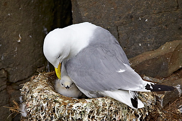 Black-Legged Kittiwake (Rissa tridactyla) adult and chick on the nest, Iceland, Polar Regions