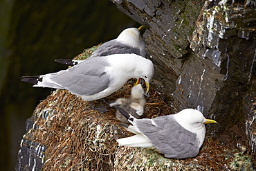 Black-Legged Kittiwake (Rissa tridactyla) adult feeding a chick on the nest, Iceland, Polar Regions