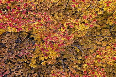 Vine maple (Acer circinatum) in the fall, Mount Hood National Forest, Oregon, United States of America, North America