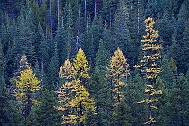 Western larch (Larix occidentalis) in the fall, Mount Hood National Forest, Oregon, United States of America, North America