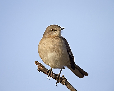 Northern Mockingbird (Mimus polyglottos), Overton Wildlife Management Area, Overton, Nevada, United States of America, North America