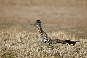 Greater Roadrunner (Geococcyx californianus), Overton Wildlife Management Area, Overton, Nevada, United States of America, North America