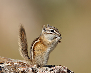 Least Chipmunk (Neotamias minimus) eating, Custer State Park, South Dakota, United States of America, North America