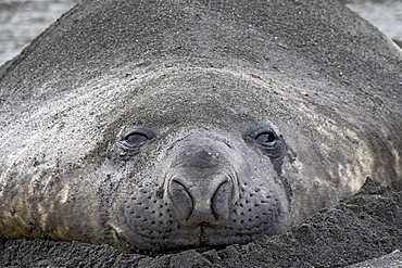 Young male Southern Elephant Seal or Sea Elephant (Mirounga leonina) lying in the sand, Gold Harbor, South Georgia, Polar Regions