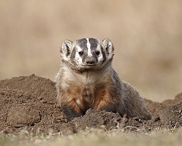 Badger (Taxidea taxus), Custer State Park, South Dakota, United States of America, North America